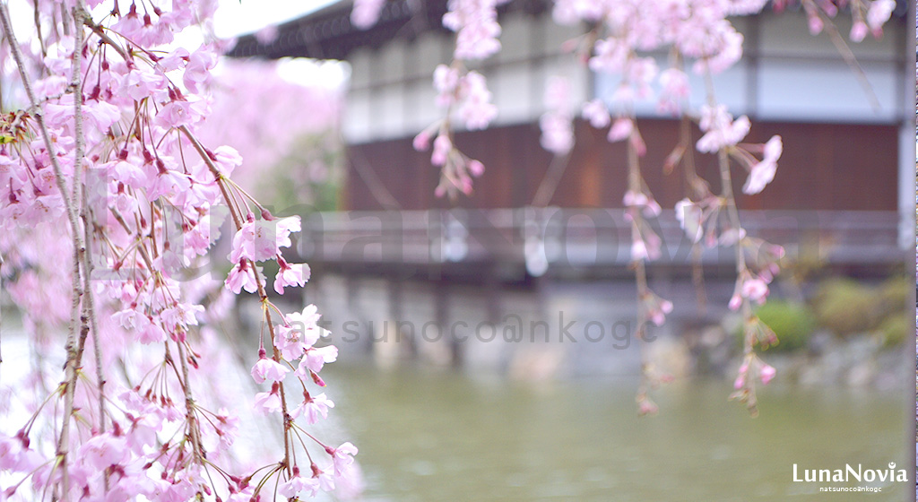 平安神宮　神苑の桜